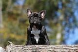 BOULEDOGUE FRANCAIS 563